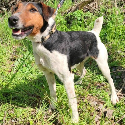 💥Foxterrier Ozzy ist ein sehr lieber lernfreudiger kleiner Bub 💥, Foxterrier - Rüde