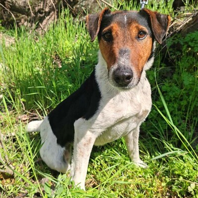 💥Foxterrier Ozzy ist ein sehr lieber lernfreudiger kleiner Bub 💥, Foxterrier - Rüde