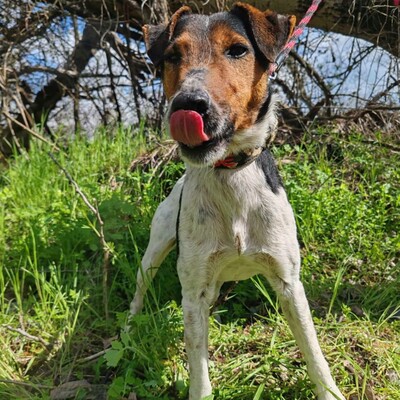 💥Foxterrier Ozzy ist ein sehr lieber lernfreudiger kleiner Bub 💥, Foxterrier - Rüde