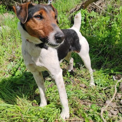 💥Foxterrier Ozzy ist ein sehr lieber lernfreudiger kleiner Bub 💥, Foxterrier - Rüde