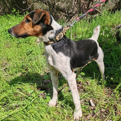 💥Foxterrier Ozzy ist ein sehr lieber lernfreudiger kleiner Bub 💥, Foxterrier - Rüde