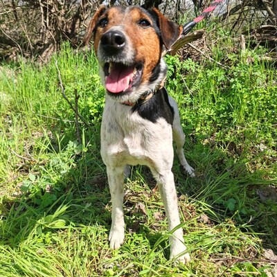 💥Foxterrier Ozzy ist ein sehr lieber lernfreudiger kleiner Bub 💥, Foxterrier - Rüde