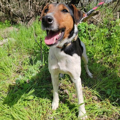 💥Foxterrier Ozzy ist ein sehr lieber lernfreudiger kleiner Bub 💥, Foxterrier - Rüde