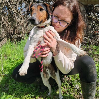 💥Foxterrier Ozzy ist ein sehr lieber lernfreudiger kleiner Bub 💥, Foxterrier - Rüde