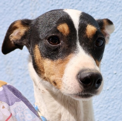 Foxy, Bodeguero Andaluz - Hündin