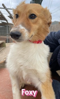 Foxy