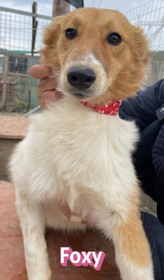 Foxy, Mischling - Hündin