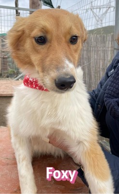 Foxy, Mischling - Hündin