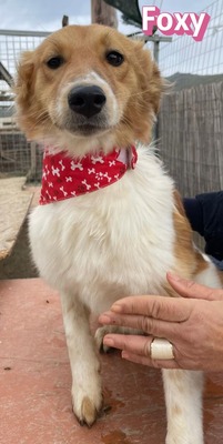 Foxy, Mischling - Hündin