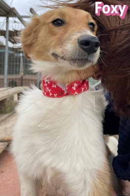 Foxy, Mischling - Hündin