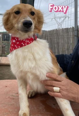Foxy, Mischling - Hündin