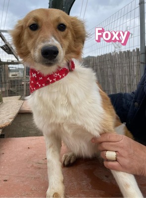 Foxy, Mischling - Hündin