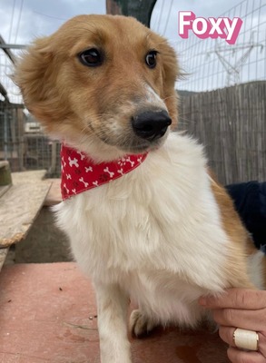 Foxy, Mischling - Hündin