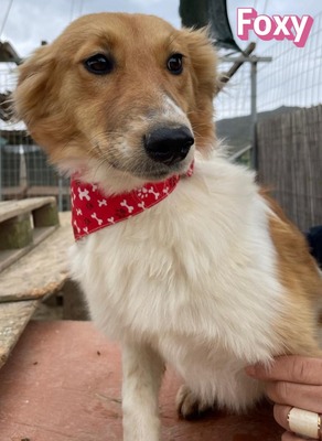Foxy, Mischling - Hündin