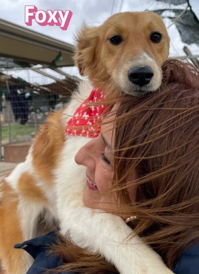 Foxy, Mischling - Hündin