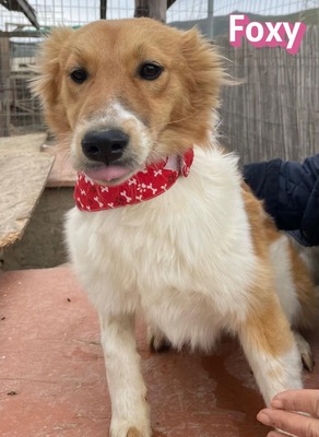 Foxy, Mischling - Hündin