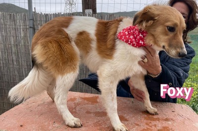 Foxy, Mischling - Hündin