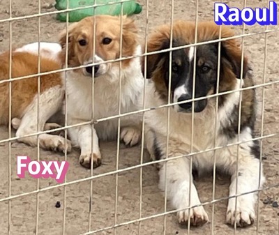 Foxy, Mischling - Hündin