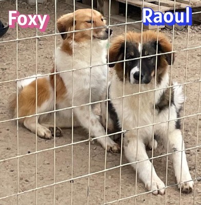 Foxy, Mischling - Hündin