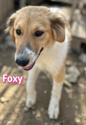 Foxy, Mischling Welpen - Hündin