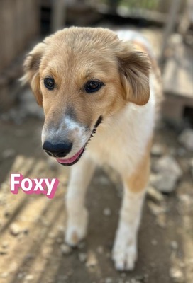 Foxy, Mischling Welpen - Hündin
