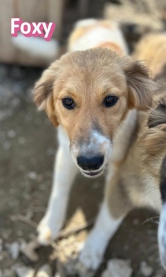 Foxy, Mischling Welpen - Hündin