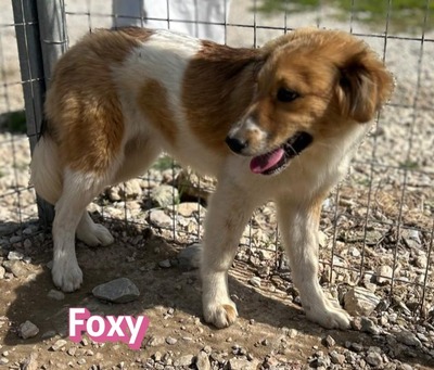 Foxy, Mischling Welpen - Hündin