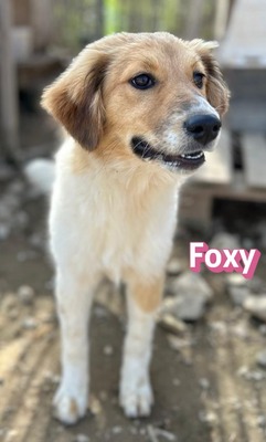 Foxy, Mischling Welpen - Hündin