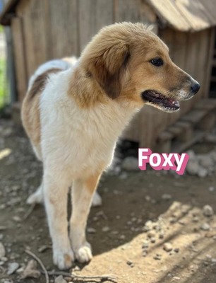 Foxy, Mischling Welpen - Hündin
