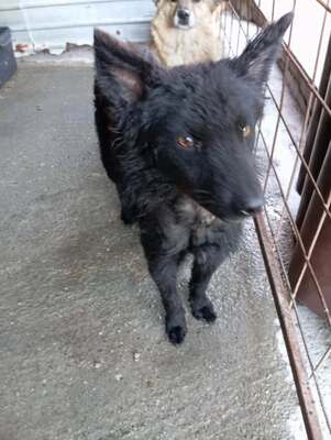 ⚡️ Foxy – der schwarze Wirbelwind mit Herz und Humor 🐶, Mischling - Rüde