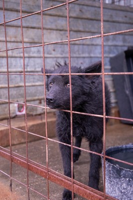 ⚡️ Foxy – der schwarze Wirbelwind mit Herz und Humor 🐶, Mischling - Rüde