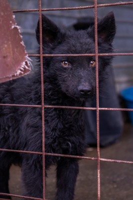 ⚡️ Foxy – der schwarze Wirbelwind mit Herz und Humor 🐶, Mischling - Rüde