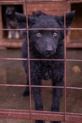 ⚡️ Foxy – der schwarze Wirbelwind mit Herz und Humor 🐶, Mischling - Rüde