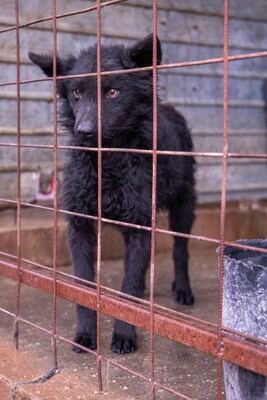 ⚡️ Foxy – der schwarze Wirbelwind mit Herz und Humor 🐶, Mischling - Rüde