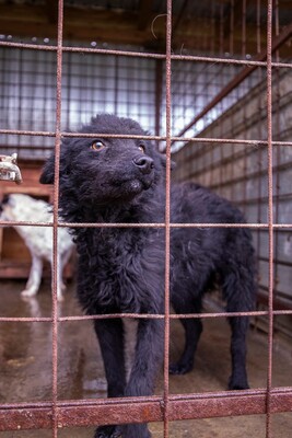 ⚡️ Foxy – der schwarze Wirbelwind mit Herz und Humor 🐶, Mischling - Rüde