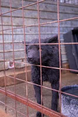 ⚡️ Foxy – der schwarze Wirbelwind mit Herz und Humor 🐶, Mischling - Rüde