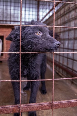 ⚡️ Foxy – der schwarze Wirbelwind mit Herz und Humor 🐶, Mischling - Rüde