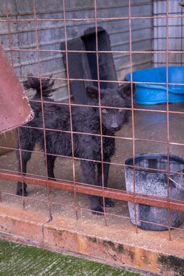 ⚡️ Foxy – der schwarze Wirbelwind mit Herz und Humor 🐶, Mischling - Rüde