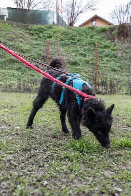 ⚡️ Foxy – der schwarze Wirbelwind mit Herz und Humor 🐶, Mischling - Rüde
