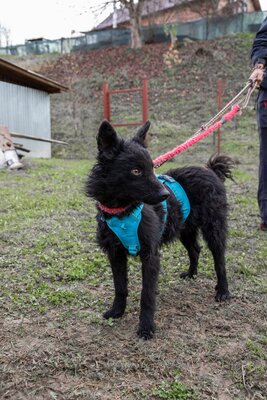 ⚡️ Foxy – der schwarze Wirbelwind mit Herz und Humor 🐶, Mischling - Rüde