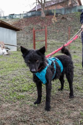 ⚡️ Foxy – der schwarze Wirbelwind mit Herz und Humor 🐶, Mischling - Rüde