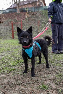 ⚡️ Foxy – der schwarze Wirbelwind mit Herz und Humor 🐶, Mischling - Rüde