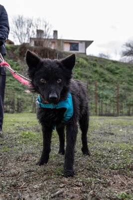 ⚡️ Foxy – der schwarze Wirbelwind mit Herz und Humor 🐶, Mischling - Rüde