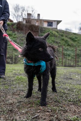 ⚡️ Foxy – der schwarze Wirbelwind mit Herz und Humor 🐶, Mischling - Rüde