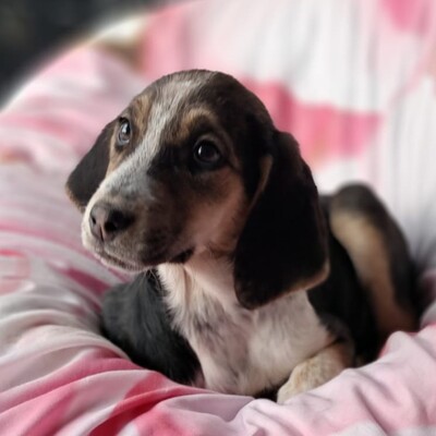 Foxy - vorsichtig und feinfühlig