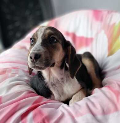 Foxy - vorsichtig und feinfühlig, Mischling Welpen - Hündin