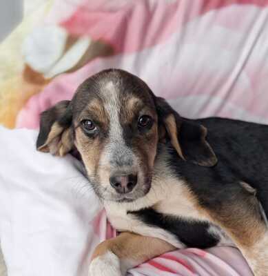 Foxy - vorsichtig und feinfühlig, Mischling Welpen - Hündin