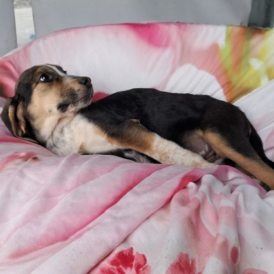 Foxy - vorsichtig und feinfühlig, Mischling Welpen - Hündin