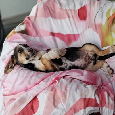 Foxy - vorsichtig und feinfühlig, Mischling Welpen - Hündin