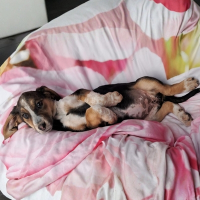 Foxy - vorsichtig und feinfühlig / Vorgemerkt, Mischling Welpen - Hündin